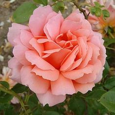 a pink rose is blooming in the garden