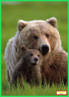 a large brown bear standing next to a baby bear on top of a lush green field