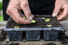 What to plant in September Planting Onion Sets, Growing Poppies, Growing Peas, Growing Spinach, Spinach Seeds, White Lily Flower, Planting Garlic, Patio Trees, Dark Purple Flowers