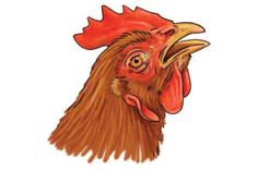 a drawing of a rooster's head