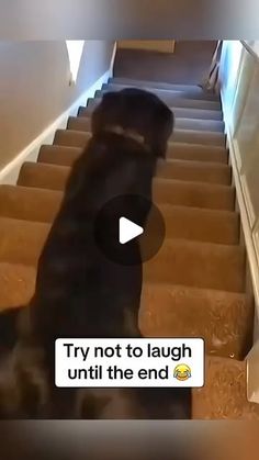 the dog is walking down the stairs with his owner