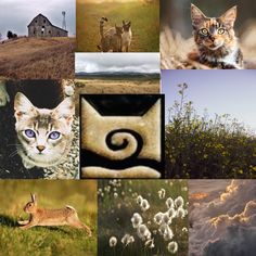 many different pictures of cats and clouds in the sky, including one cat with blue eyes