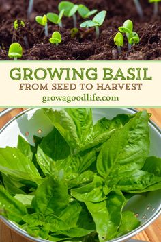 growing basil from seed to harvest in a bowl with text overlay reading growing basil from seed to harvest