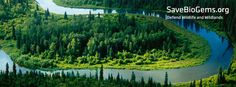 an aerial view of a river in the middle of a forest with lots of trees