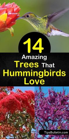 Flowers Hummingbirds Like, Persian Silk Tree, Horse Chestnut Trees, Strawberry Tree, Hummingbird Plants, Amazing Trees, Cardinal Flower, Planting Tips, Wildlife Garden