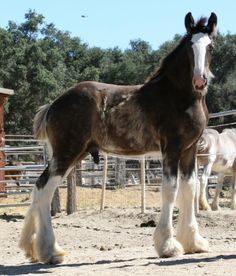 two horses standing next to each other in an enclosure