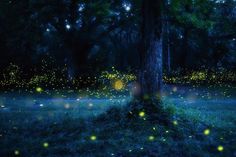 the fireflies are glowing in the night sky near a large tree and grassy area