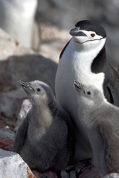 two penguins are standing on some rocks and one penguin is looking at the camera with its eyes closed