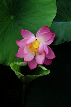 a pink lotus flower with green leaves in the background