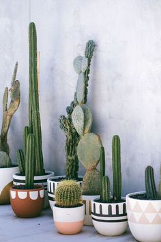 several different kinds of cactus in pots on a table next to a wall with cement walls