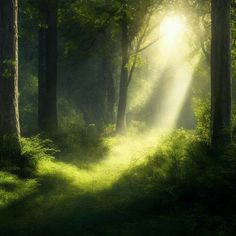 the sun is shining through the trees in the forest with green grass on both sides