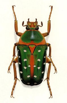 a green and orange bug on a white background