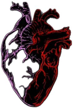 a drawing of a human heart in red and purple