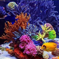 an aquarium filled with colorful corals and fish