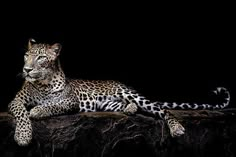 a large leopard laying on top of a rock