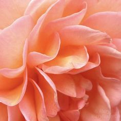 a close up view of a pink flower