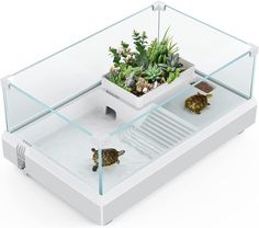 two small turtles in a glass box with plants on the bottom and one turtle inside