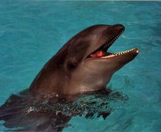 a dolphin is in the water with its mouth open and it's tongue out