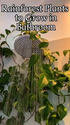 rain shower head with plants growing in it and text reading rainforest plants to grow in bathroom