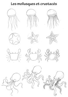 the different types of sea animals are shown in black and white, including an octopus, star