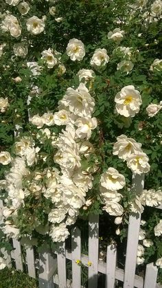 a white picket fence with flowers growing over it