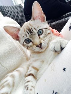 a cat laying on top of a white pillow