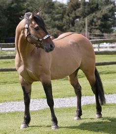 a brown horse standing on top of a lush green field