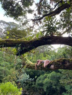 a man laying on top of a tree branch in the middle of a lush green forest