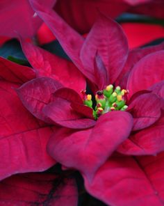 a red flower with yellow stamens in the center