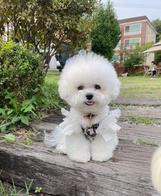 a small white dog sitting on top of a wooden deck next to trees and bushes