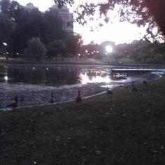 ducks are swimming in the water at night near a park bench and trees with lights shining on them