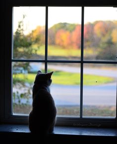 a cat sitting on a window sill looking out