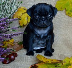 a small black pug sitting on top of a table next to leaves and flowers