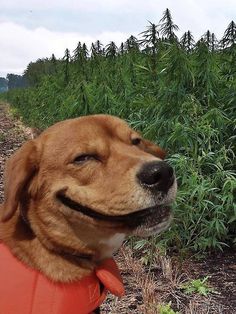 a brown dog wearing an orange frisbee in front of some bushes and trees