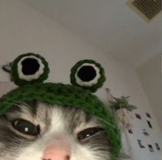 a cat wearing a green knitted hat with googly eyes on it's head