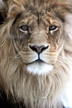 a close up of a lion's face with long hair