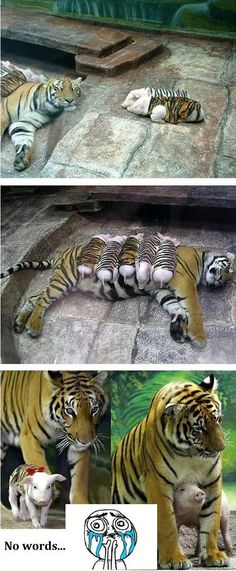 three pictures of tigers laying down on the ground and in their enclosure, one is sleeping