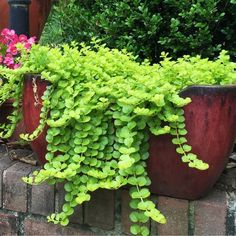 green plants are growing in large pots on the side of a brick wall near some bushes