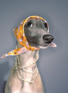 a gray dog wearing a yellow bandana and pearls