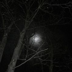 the moon shines brightly through the trees in the dark night sky, with no leaves on them