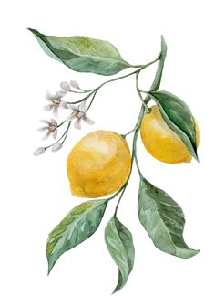 watercolor painting of lemons with leaves and flowers