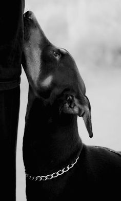 White Photo, Black Dog, Doberman, A Black, A Dog, Dog Breeds, Black And White, Chain, Dogs