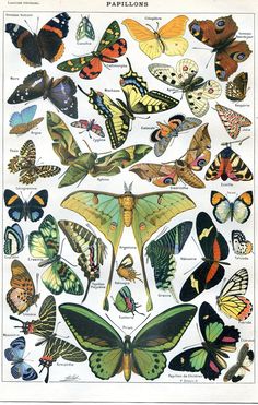 a poster with many different types of butterflies on it's back side, all in various colors and sizes