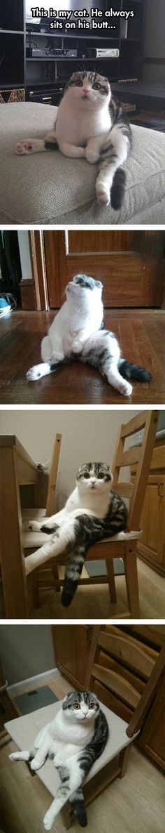 four different pictures of cats laying on the floor