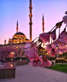 pink flowers in front of a large building with a fountain and lights on it's sides