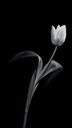 a black and white photo of a single tulip