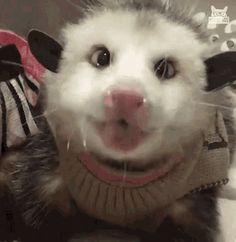 a white and black animal wearing a sweater with it's tongue hanging out to the side