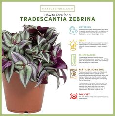 a poster describing how to care for a tradescanta zebra plant