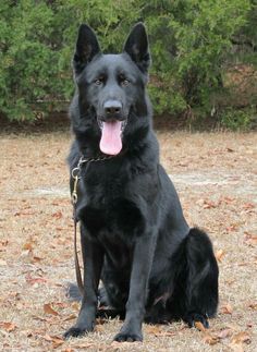 a large black dog sitting on top of a dry grass covered field with trees in the background