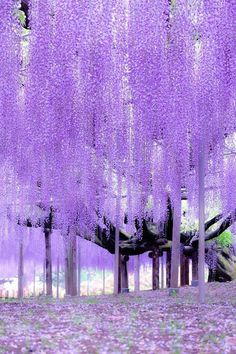 the trees are covered in purple flowers